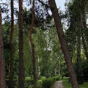 Zdjęcie: Zieleń Rembertów DZIELNICA iRembertów