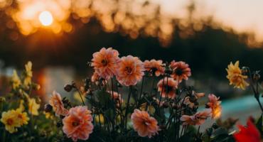 Zielony Kurs Inicjatywy Lokalnej: wykłady i warsztaty dla mieszkańców 