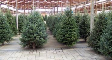 Mam świąteczną choinkę, gdzie mogę ją oddać? 