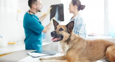 Bezpłatna sterylizacja, kastracja i czipowanie zwierząt w Rembertowie