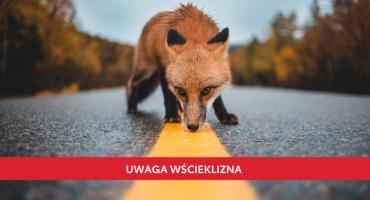 Uwaga: W Rembertowie odbędzie się szczepienie doustne lisów