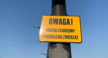 Rembertów obszarem zagrożonym wścieklizną